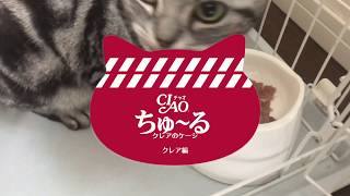 ちゅーるメーカーでアメリカンショートヘアの猫のクレアのCMを作ってみました！