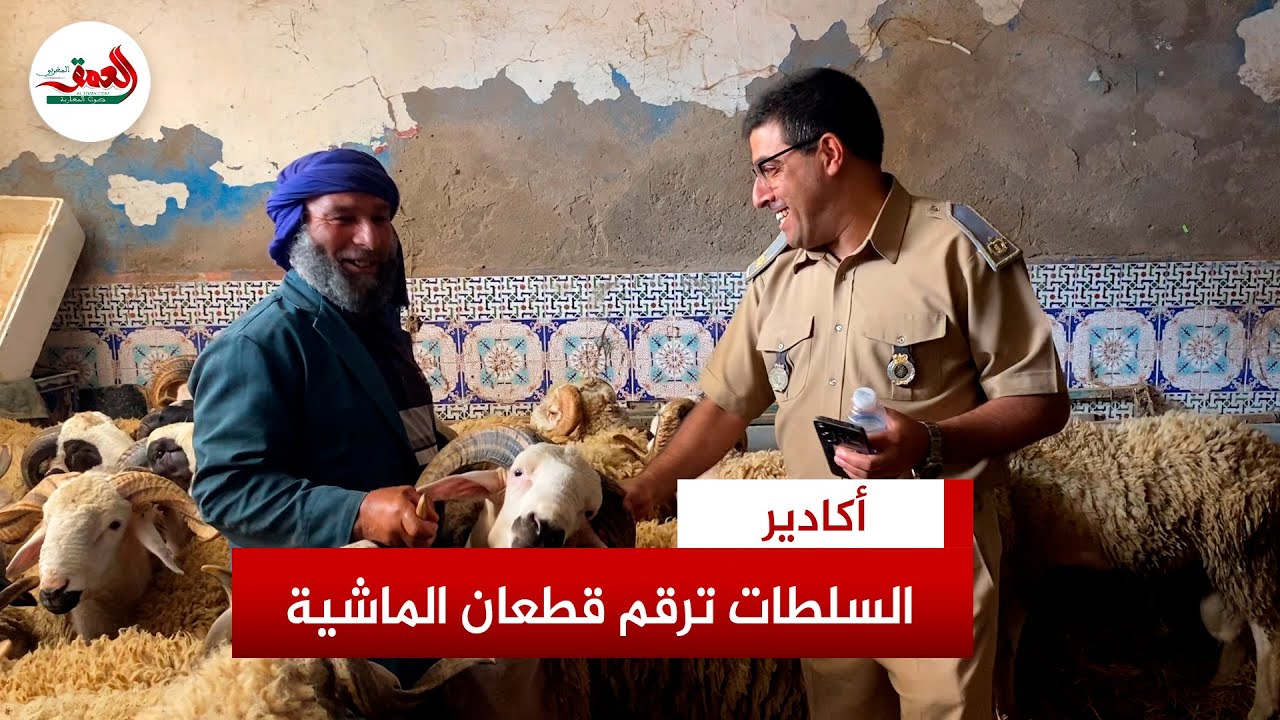 استعدادا لصرف الدعم الحكومي.. سلطات أكادير تشرع في عملية ترقيم الماشية