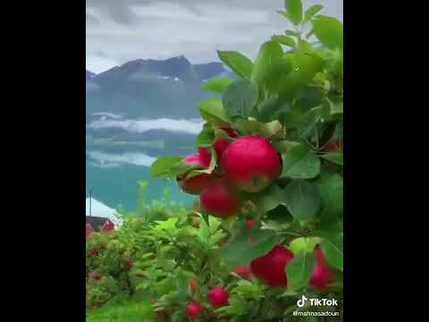 قالوا يا مريم لقد جئتي شيئ ا فريا الشيخ شعبان الصياد