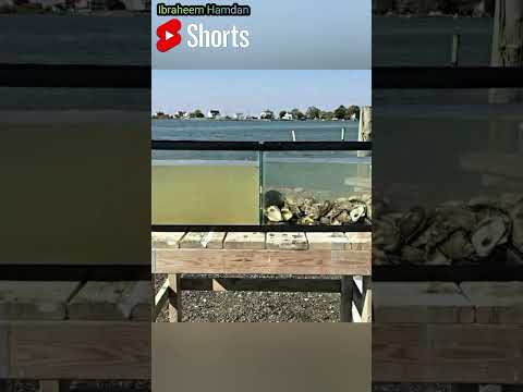 الفرق بين المياه مع المحار والخالية منه