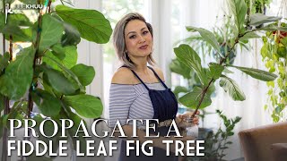 How to Propagate a Fiddle Leaf Fig Tree Ficus Lyrata (A Complete Beginner's Guide)