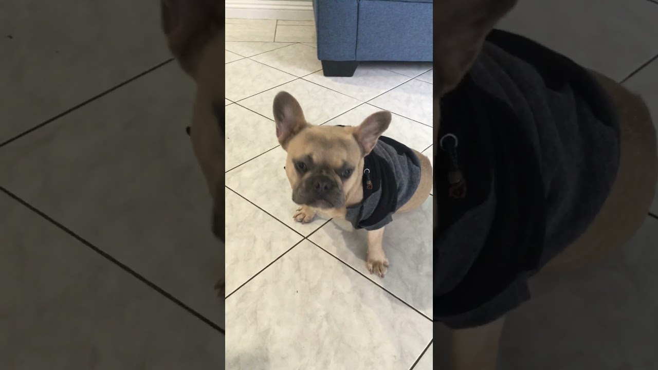 8 month old blue fawn French Bulldog !! Finally grew a bit !! Mini Moët  