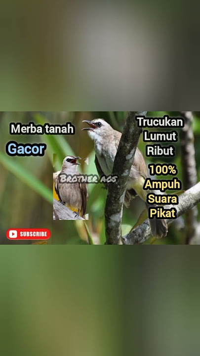 suara pikat ampu trucukan lumut/merba tanah@brotherags