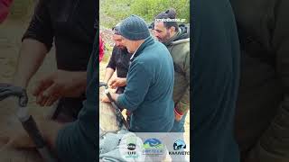 Αιχμαλωτίστηκε ο λύκος που επιτέθηκε στον δρομέα στο Κρυονέρι