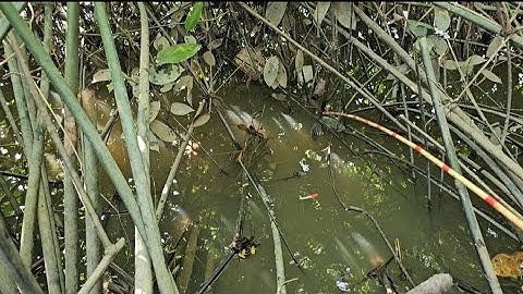 Tập 79 : nước lũ rút hết câu cá rô đồng sẽ ra sao