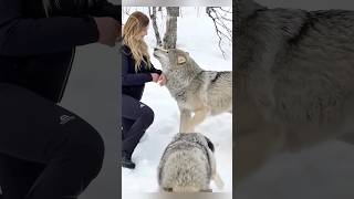 動物が飼い主と再会した感動の瞬間