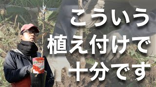 【難しいことしない】さくらんぼの苗木の植え付け方 -初心者向け-