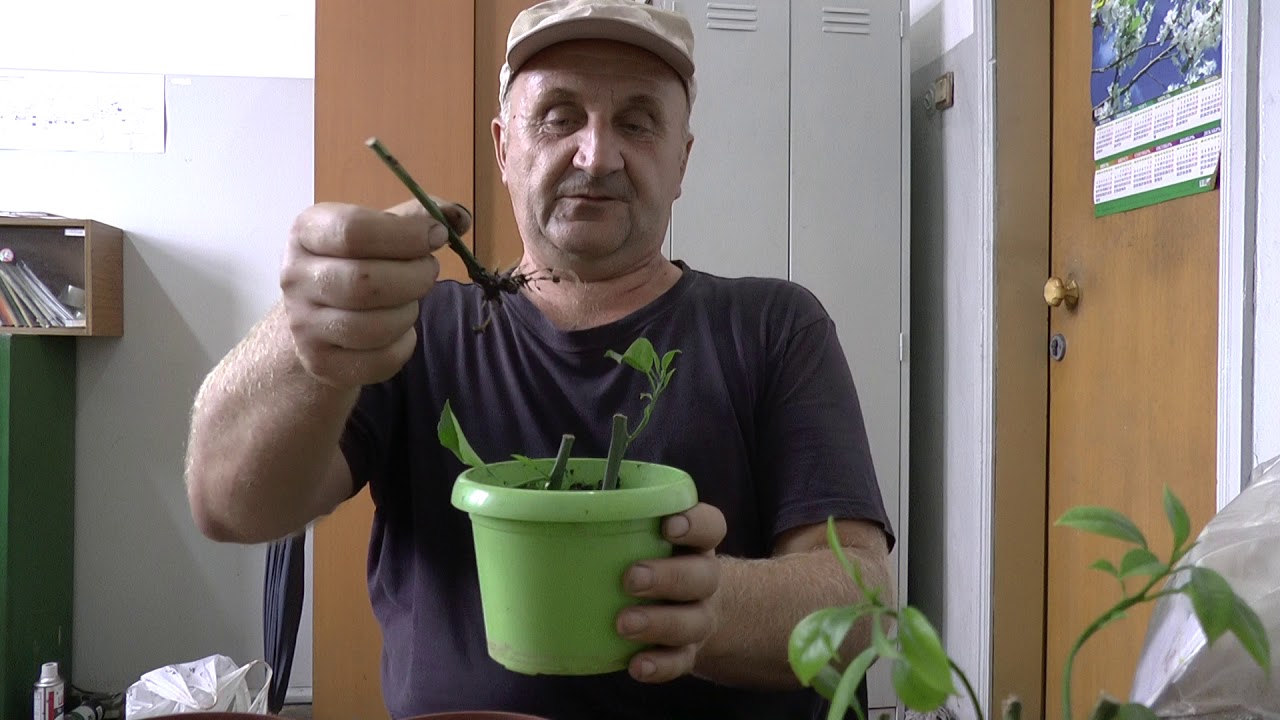 Где Можно Купить Черенки Лимона