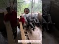 「山黒豚のエサやり大騒ぎ!笑える瞬間【放牧飼育】農村ライフ」