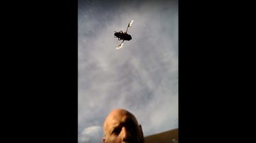 Meet Nigel the hover fly.