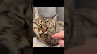 The Cat Is Definitely Not From This Planet