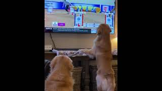 Dogs Watching Training In tv