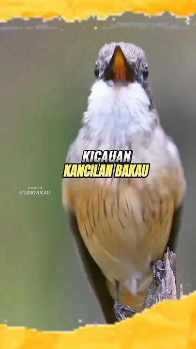 KANCILAN BAKAU #studiokicau