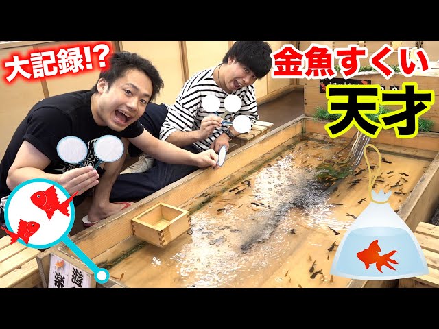 金魚すくいのテクニック知りたくない コツを掴めば匹以上も夢じゃない かも 金魚すくいのテクニック知りたくない コツを掴めば匹以上も夢じゃない かも