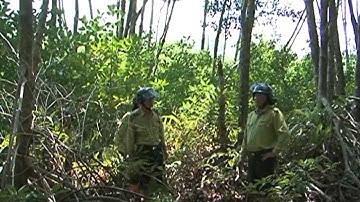 Xác định nguyên nhân rừng chết ở Vườn quốc gia Mũi Cà Mau