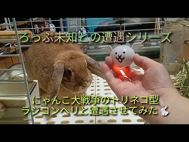 オーダーページ　猫　ヘリコプター　にゃんこ　4/1 にゃんこ大戦争】にゃん大戦争のトリネコ型ラジコンヘリと遭遇させて