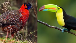 15 birds Name that start with T | Birds starting with T | Starting With T