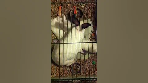 Bunnies feeding