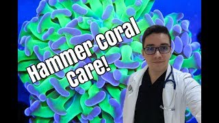 Hammer Coral Beginner Care Guide!