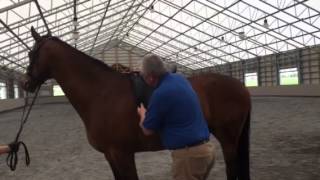 How to Fit an English Saddle