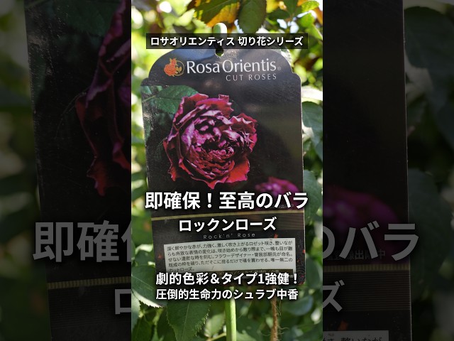 Rock'n Rose: My Rose Obsession as of October 1, 2026. Secured Rock