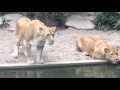 Lion hunts and eats heron at the Amsterdam Artis Zoo