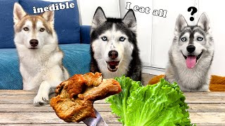 Dogs Have Taught a Puppy to Eat Vegetables! Huskies Taste Food