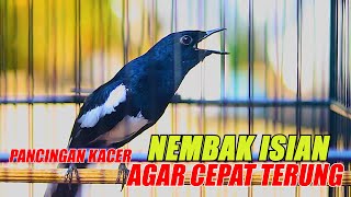 NEMBAK NEMBAK ISIAN, PANCINGAN KACER AGAR CEPAT EMOSI DAN TARUNG