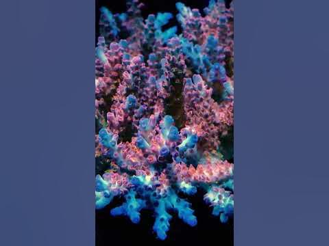 Amazing 100% acropora tank by Grzegorz Grębosz 🙌💜 - YouTube