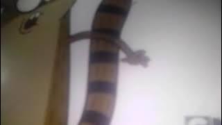 Download lagu Cartoon Network Commercial Breaks May 28' 2015