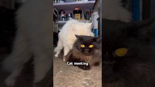 Cat meeting gone wrong 🐾 #cats #cutecats #funnycats #kittens #catvideos #petlovers #catshorts