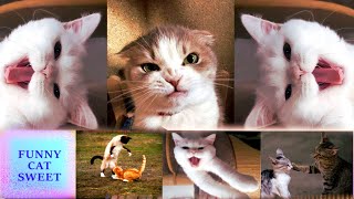 Cat emotional video with music by FUNNY CAT SWEET 69 views 3 years ago 2 minutes, 38 seconds