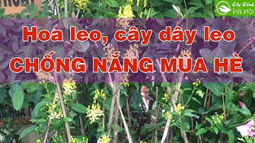 Giàn cây dây leo đẹp, dễ trồng và chịu nắng tốt cho nhà phố