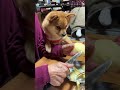 おばあちゃんっ子👵🦊❤️ #とんちゃん #ぺっぺこぺー