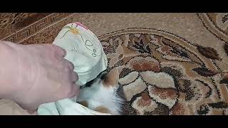 картинка: ПУСЯ И ЧУДО ПРОСТЫНЬ!💋😂ТИШЕНЬКА И КОТОПРОВОД!🙀👀