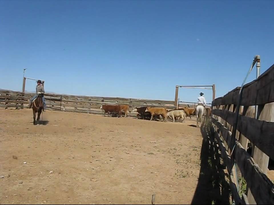 Forepaugh Cattle Ranch - YouTube