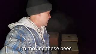 Moving bees at night Profile