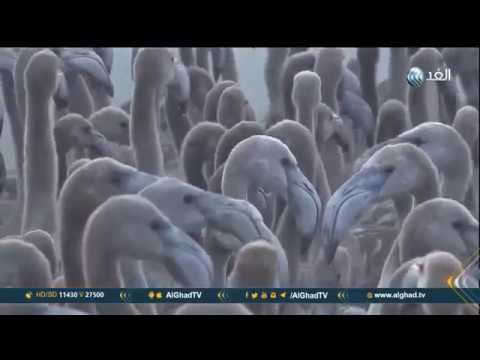 تقرير محمية فوينتي دي بيدرا الإسبانية مركزا لتكاثر طيور الفلامنجو