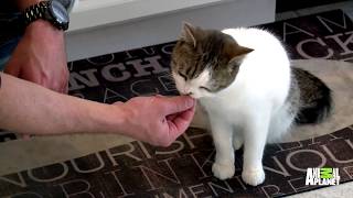 This Special Needs Cat Has A Soulmate In His Guardian