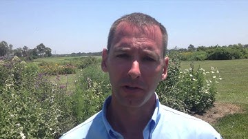 Head Start on Herbicide-Resistant Waterhemp