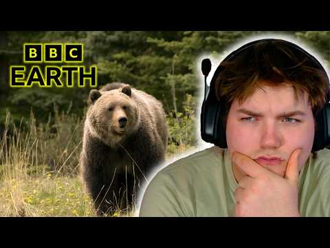 You Won't Believe How Bears LIVE