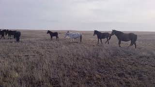 Бурыл Биелер,Чалые Кобылы#жылқы #лошади #коневодство #horses #кобыла #бие#байтал