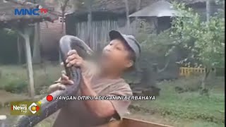 Pawang Ular di Trenggalek Tewas Dipatuk King Kobra #LintasiNewsPagi 28/10