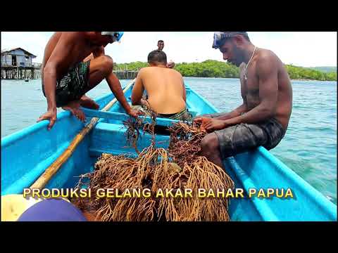Gelang ini terbuat dari 100% akar bahar asli. Tembus cahaya apabila terkena sinar matahari dan sinar. 