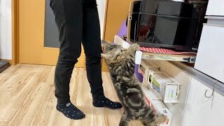 寂しさに耐えられず何度も飼い主の妨害をしてくる子猫w