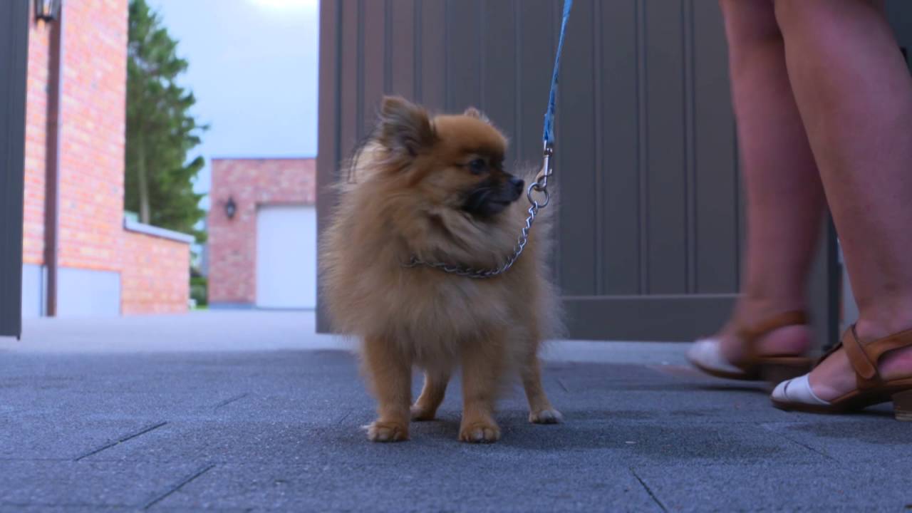 Smego Publireportage preview