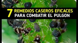 7 Remedios Caseros Para Combatir El Pulgón EFICACES || La Huertina De Toni