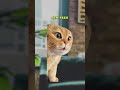 Thoughts to snap your MIND in HALF: pt.4 🤯 (CAT MEMES🐈) @Ryanhdlombard #shorts