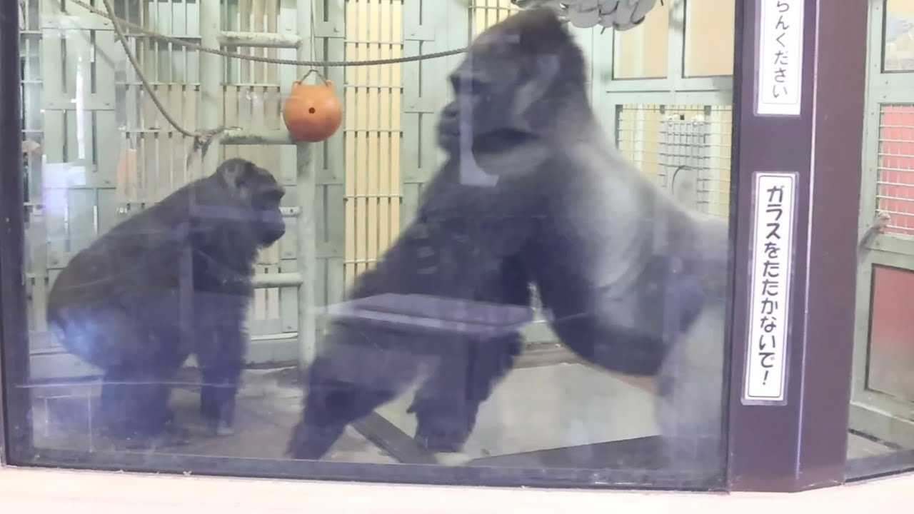 Gorilla⭐️Momotaro rushes forward to forcibly steal the sweet
