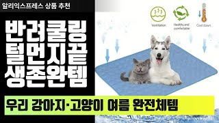 우리 아이 더위 걱정 끝! 반려동물 여름 꿀템 3가지